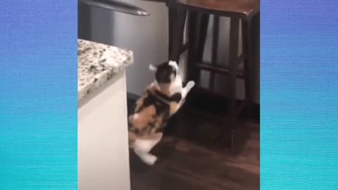 Funny Cats Videos | Cute and Baby Cats Videos Compilation 🐯😗