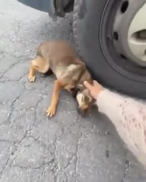 🚨WATCH: Thank you for rescuing this puppy you made the world a better place, and I love it!