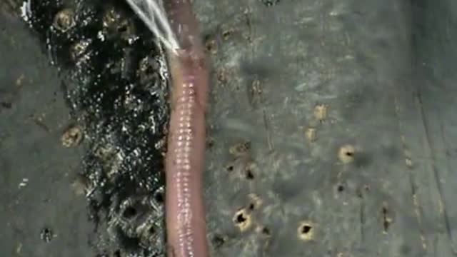 Earthworm Dissection_Cut