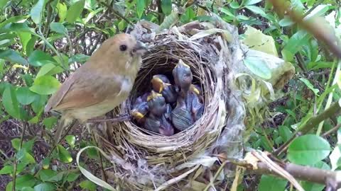 Hungry baby birdy