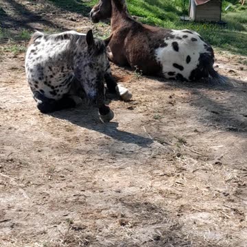 Bothering the sleeping horses.