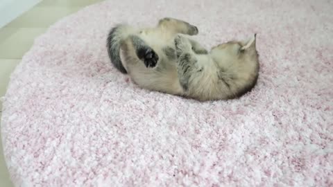 Please take a peek at the cute kitten's morning moments