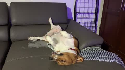 Dog Rests On Couch With Their Legs Up In Air And Eyes Open After a Long Walk