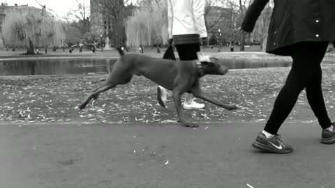 The dog runs faster than its owner _ black and white clip