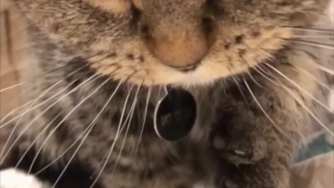 Funny cat