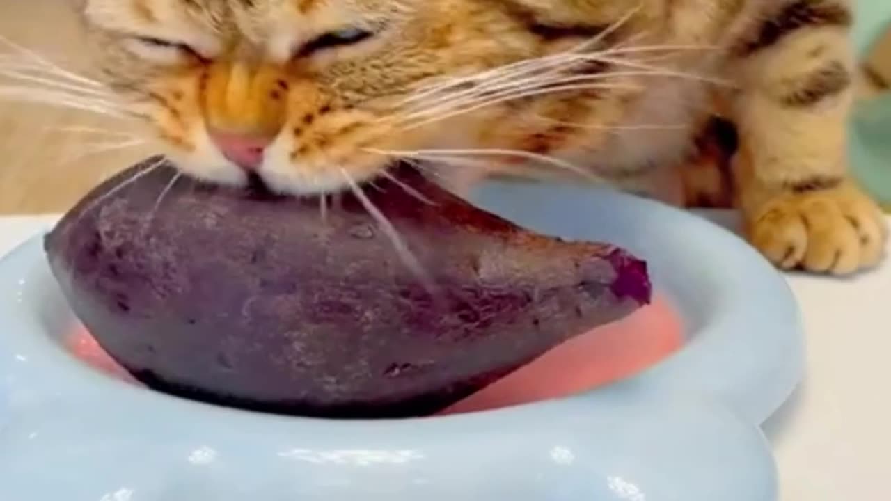 cats funny