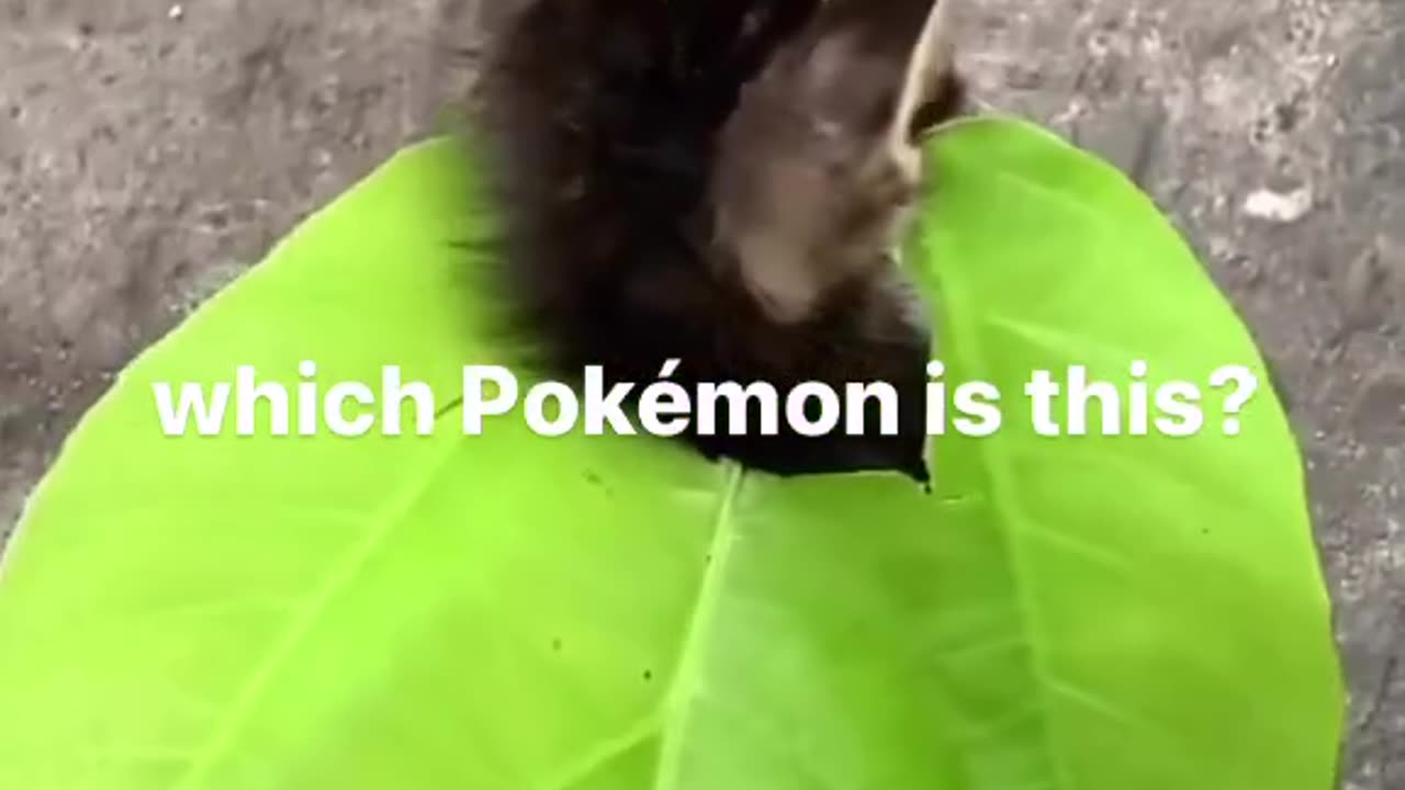 Which pokemon is it?