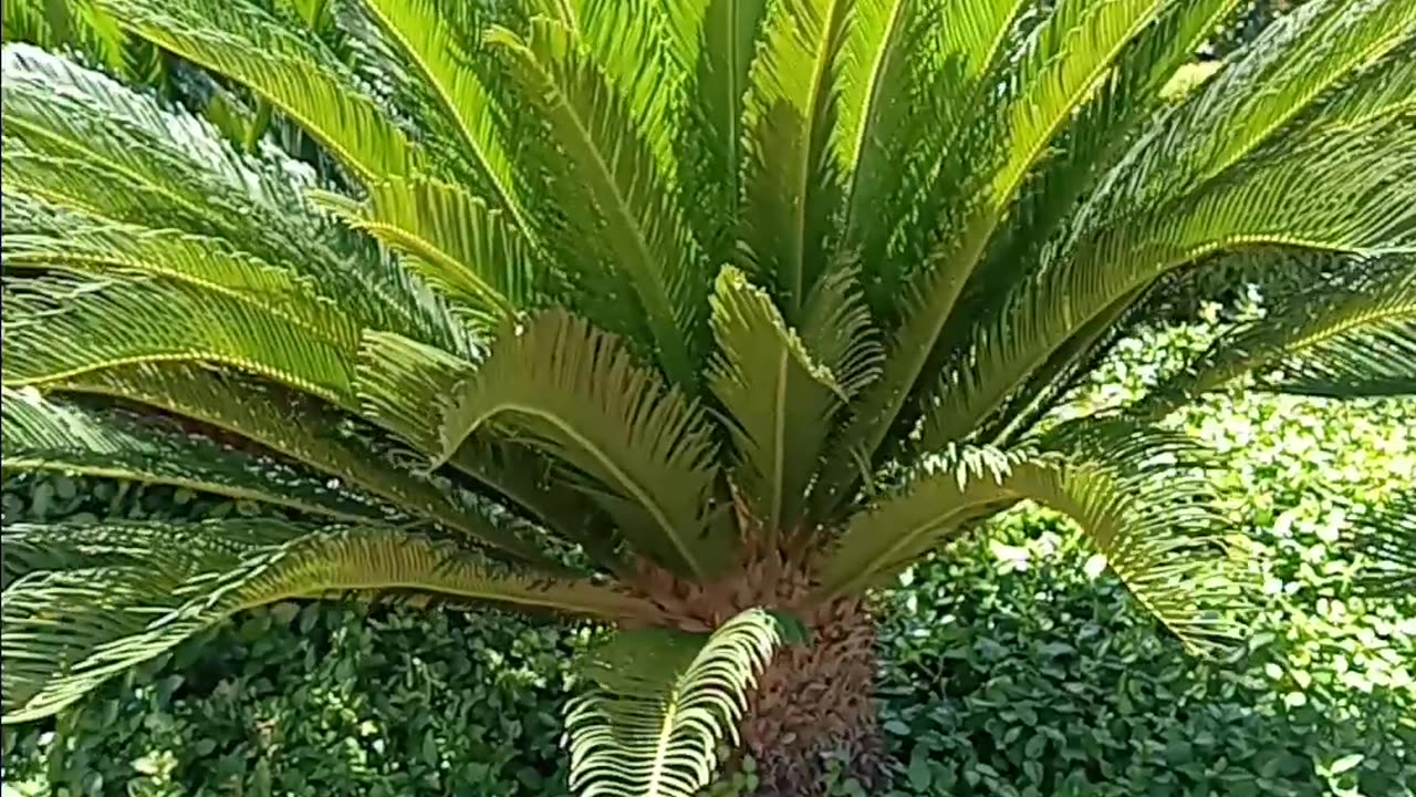 Palms and flowers at the Palms