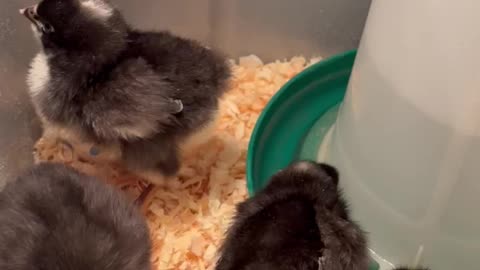 Barred Rock Chicks | Newest Members Of The Flock