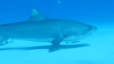 Tiger Shark approach