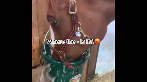 Funny and Cute Horse Videos That Will Change Your Mood For Good