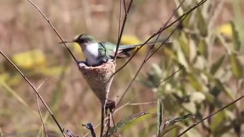 TOP 15 Most Beautiful Birds