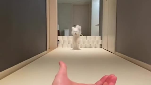 dog funny #shorts 2022 🐕🐕🐕🐕🐕🐕🐕🐕🐕