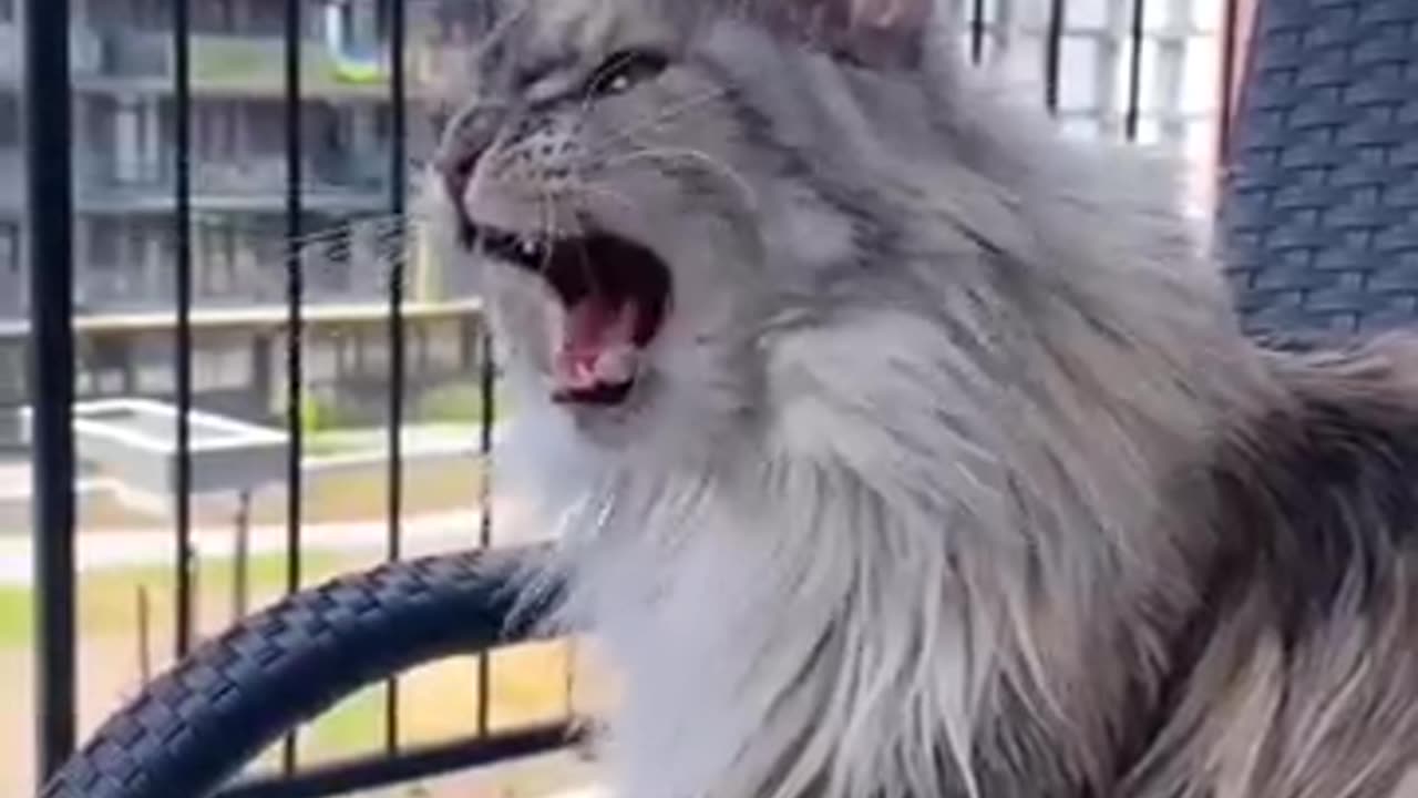 Cat playing with