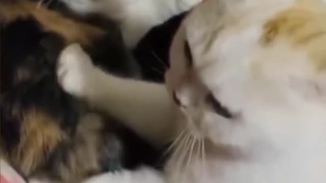 "Cats Is The Best Creation Of God" Cat Memes Pt.2
