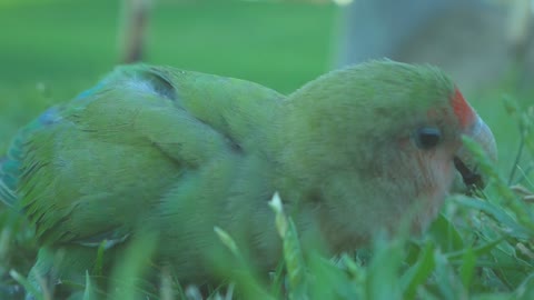 A Colorful Bird On The Ground