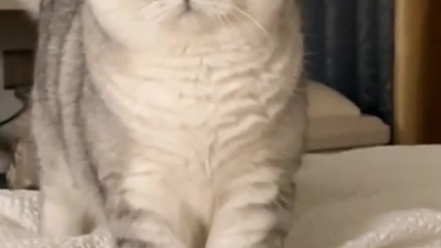 Kitty loves you and wants to be with you all the time!