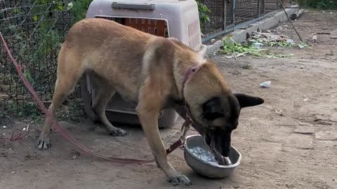 Viral proudful dog.😲😲