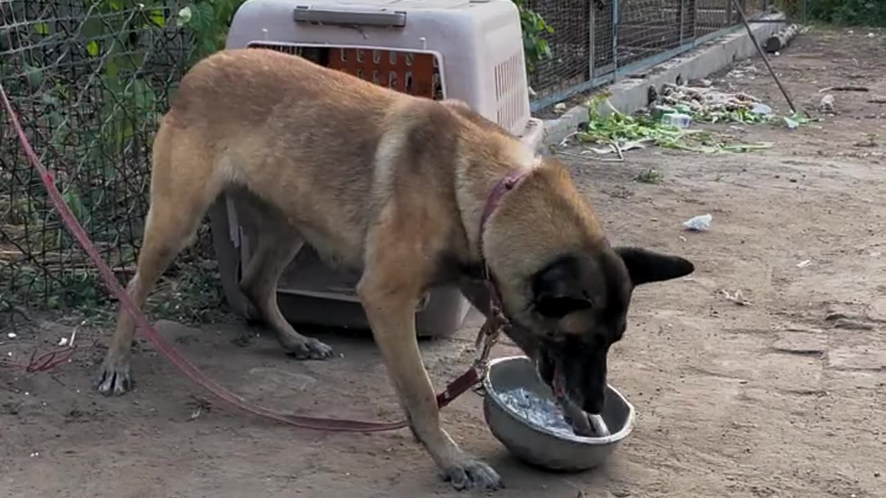 Viral proudful dog.😲😲