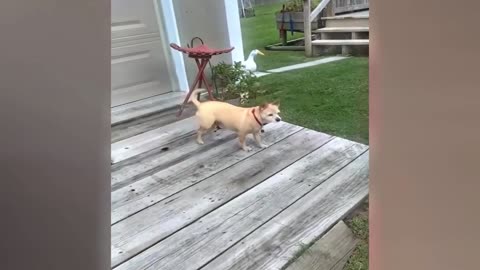Funny Animals video's