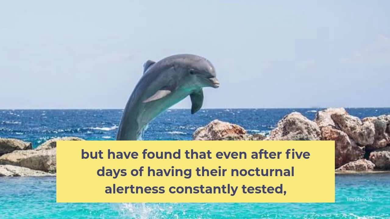 Facts about Dolphins