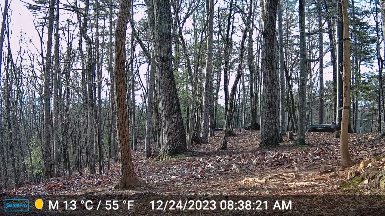 The Woods – 12/24/2023