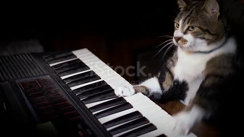funny cat playing a keyboard or organ