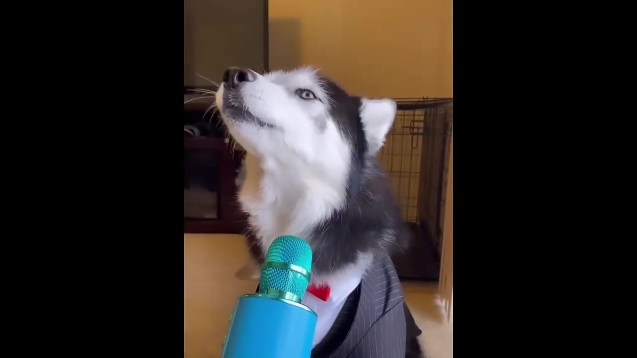 amazing funny video dog with monkey