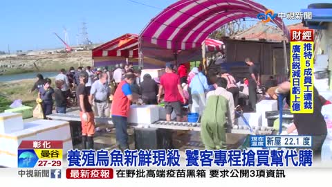 烏金來了! 5千尾烏魚到港 烏魚子漲3成