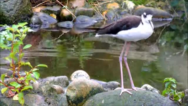 Black-Necked Stilts 3