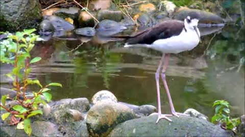 Black-Necked Stilts 3