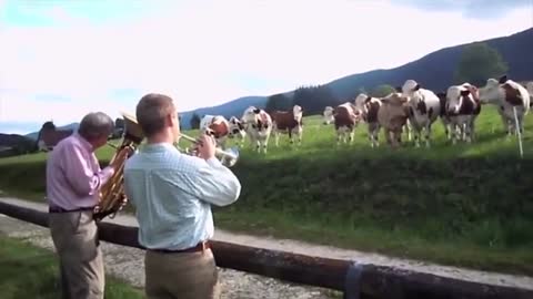 THE POWER OF MUSIC ON ANIMALS