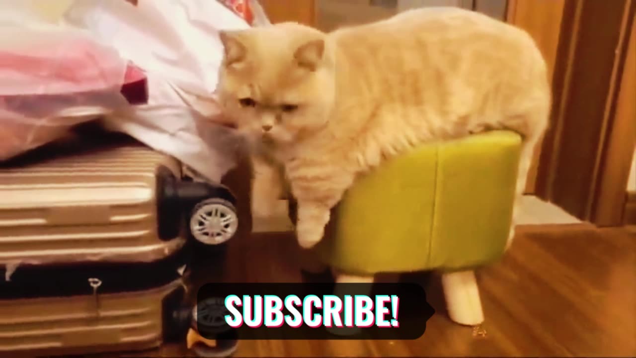 CAT ENJOY