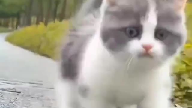 Cat cute Baby Video