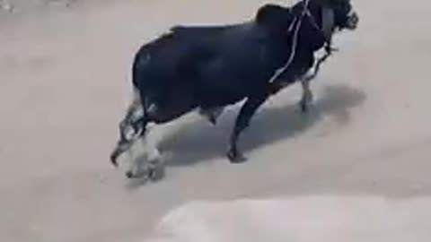 Funny video funny cow video