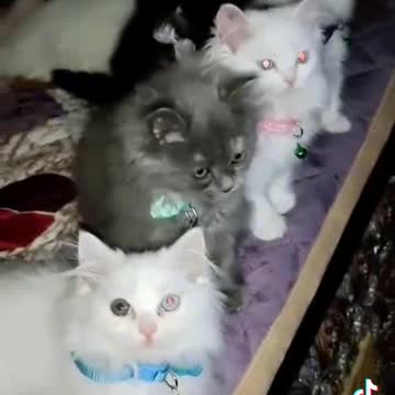 So sweet little cat funny