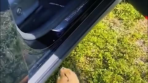 #funnyanimals