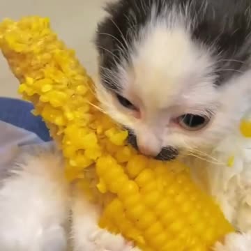 The cat 🐈 eating the🤣🤣🤣🤣