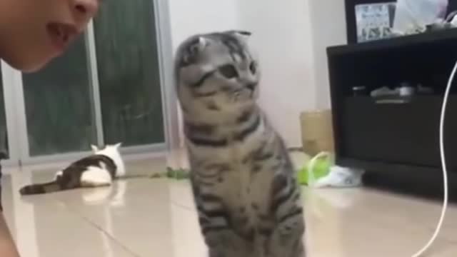 Funniest Animal Cat Video