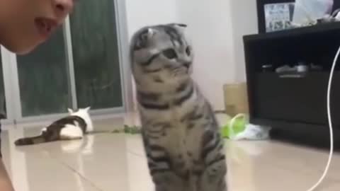 Funniest Animal Cat Video