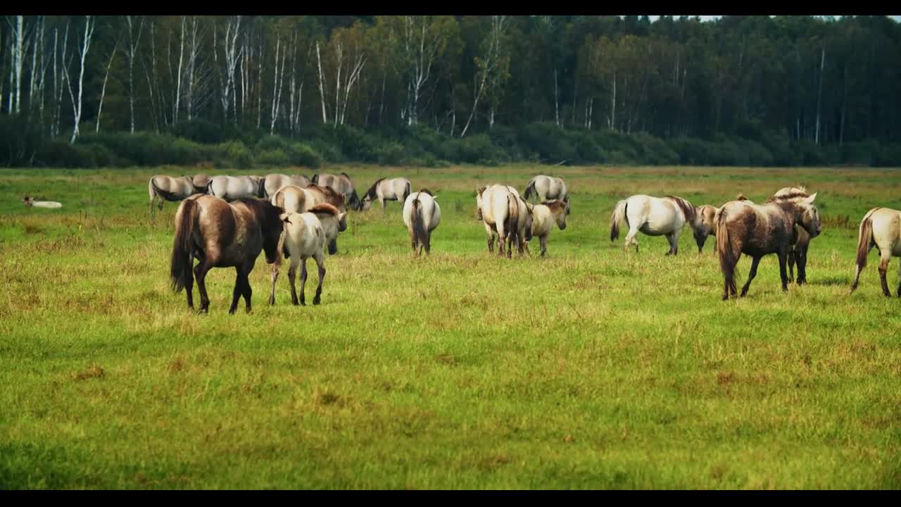 Tarpan wild horse male on the field