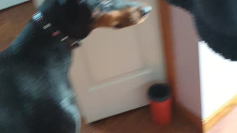 Playing With My Doberman