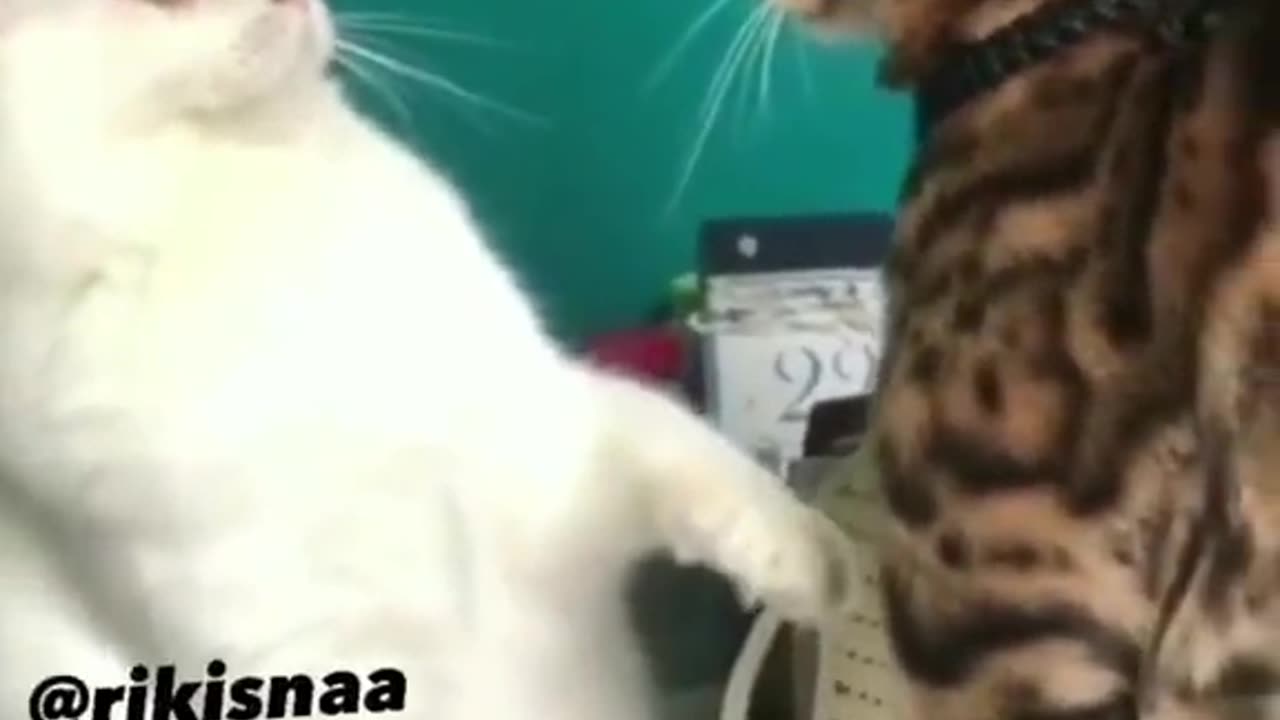 Funny Cats Moments