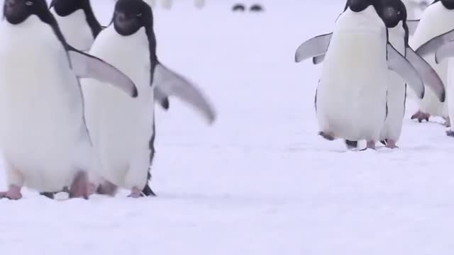 Adélie penguins waddling on sea ice