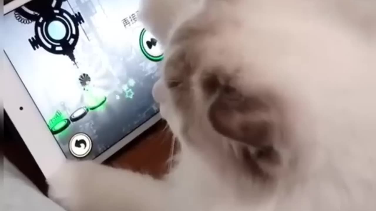 kucing lucu-cat playing games(wait till the end)😹😽