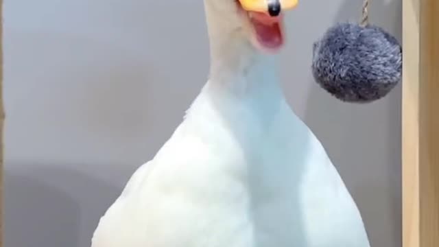 Wonderful animals