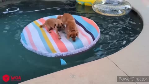 Dog in swimming pool