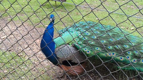 Peacock