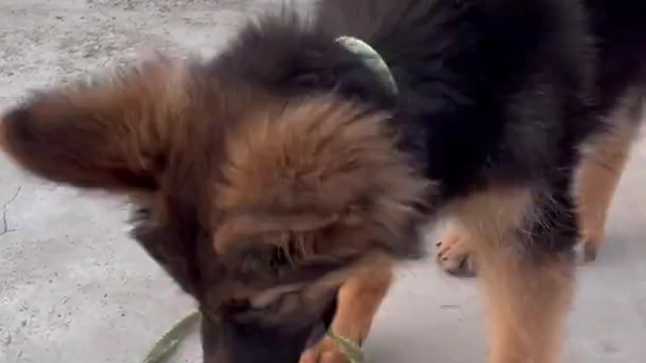 GERMAN SHEPHERD PUPPY DOG LEARN SIT AND STAY TRAINING HOW TO TRAIN DOG