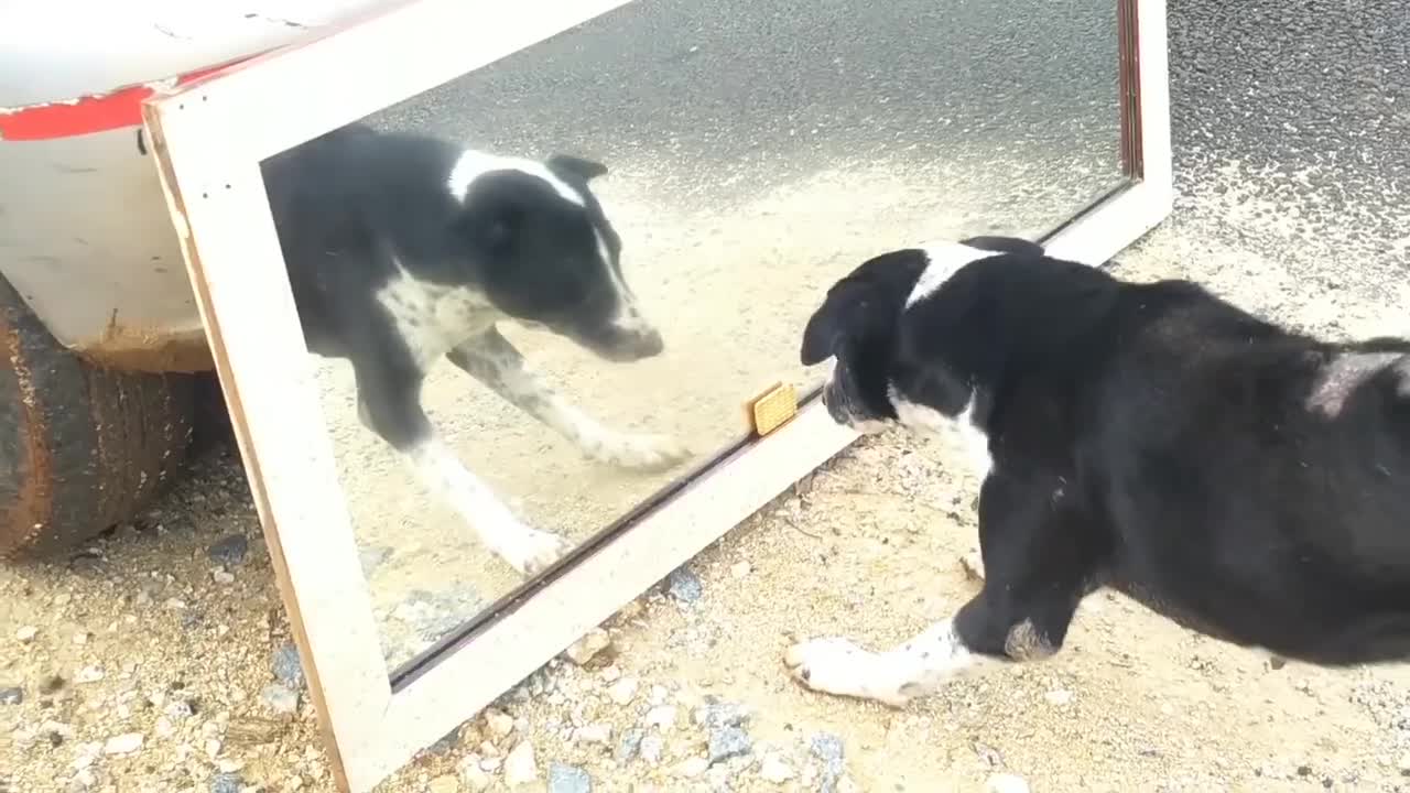 Funny angry dog 2021